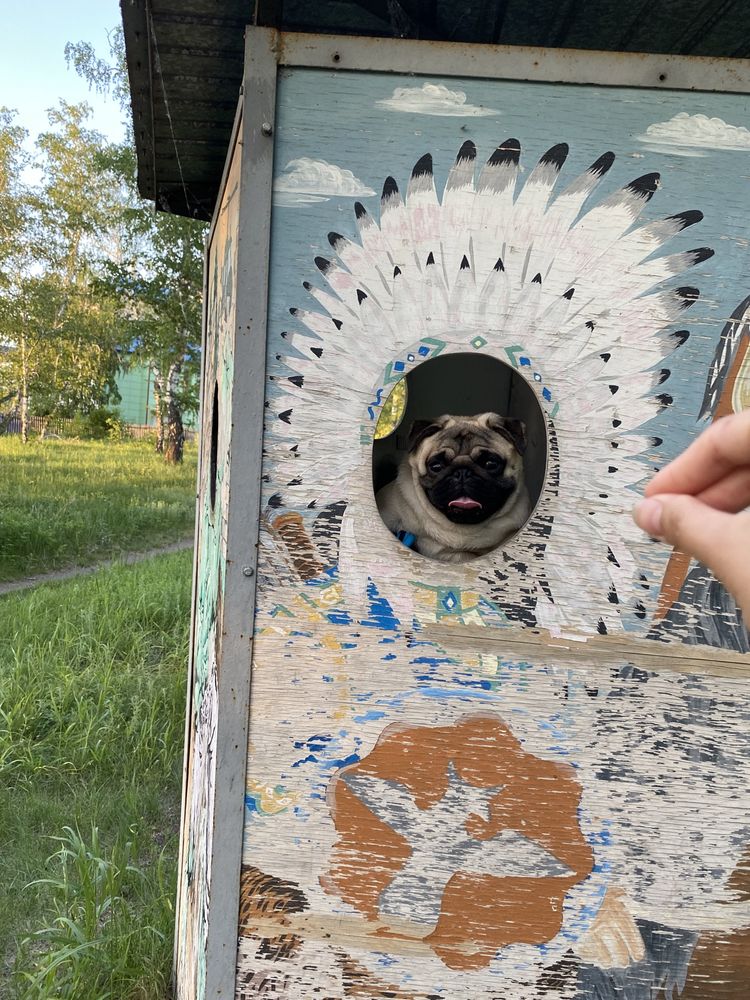 Чистокровный мопс ищет девочку на случку