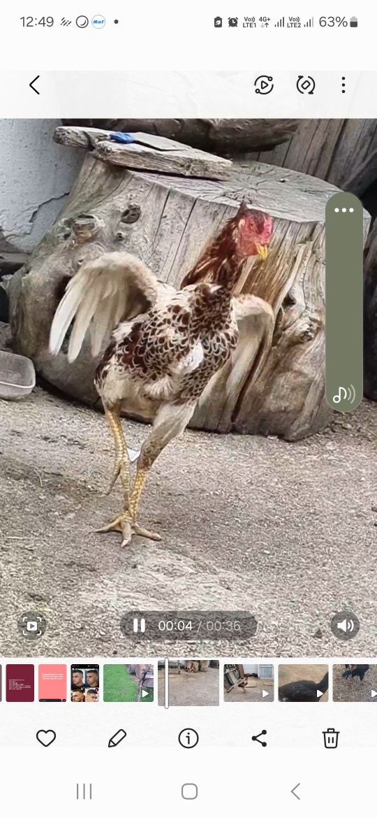 Продам Бойцового Дакана!!