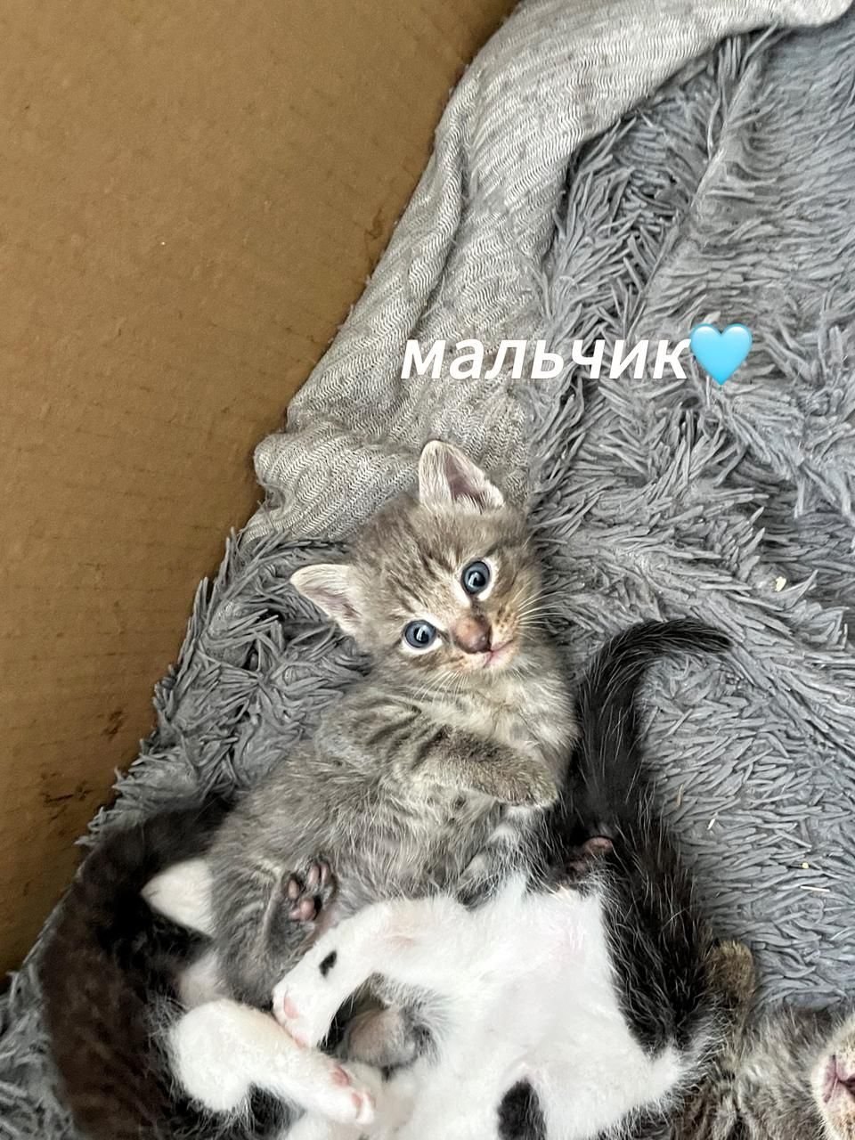 Отдам котят в добрые руки