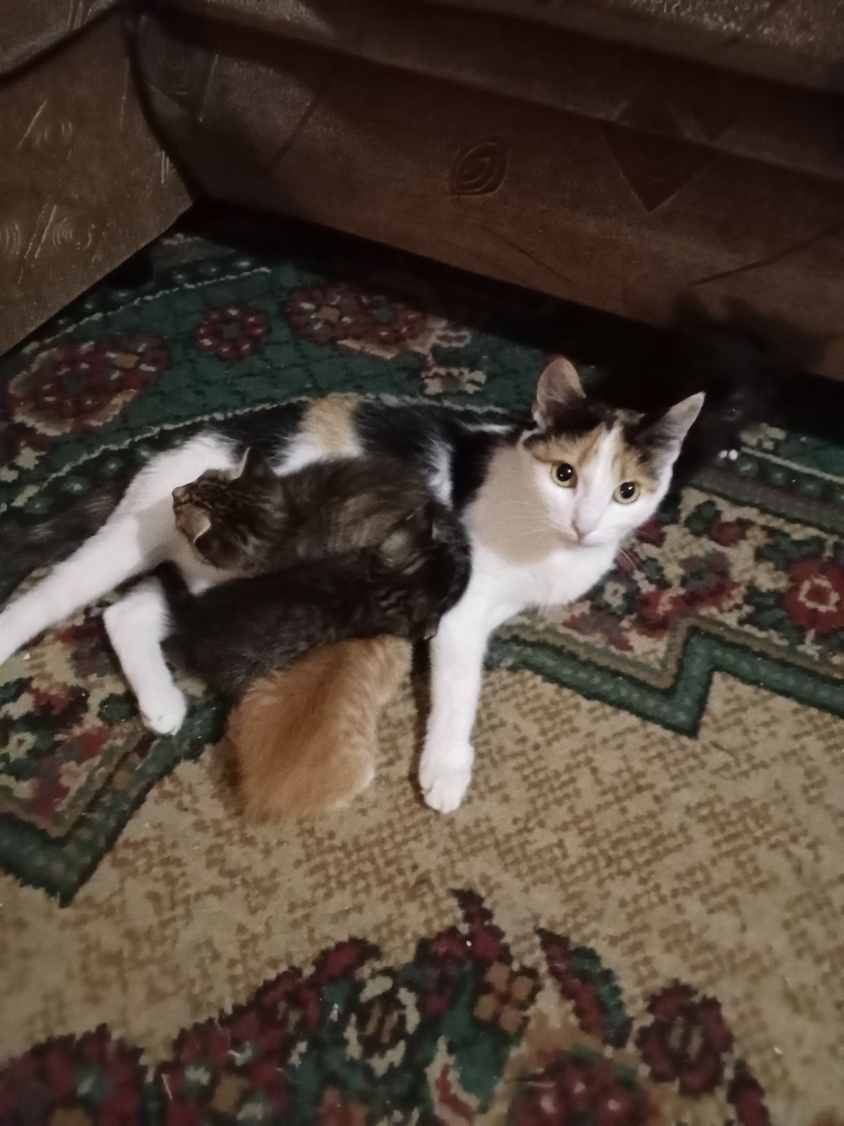 Отдам котят в хорошие руки