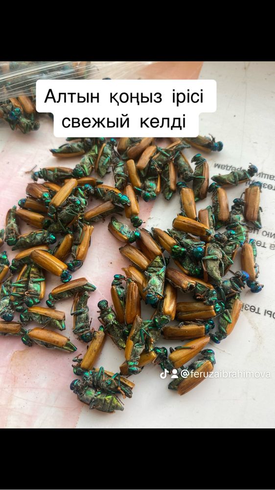 Емдік алтын қоңыз