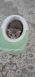 Шотландка котёнок