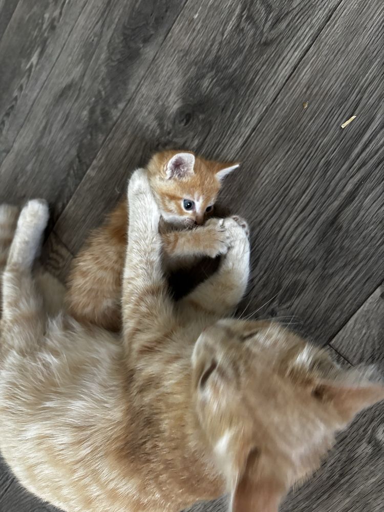 Кошечка ищет добрые руки