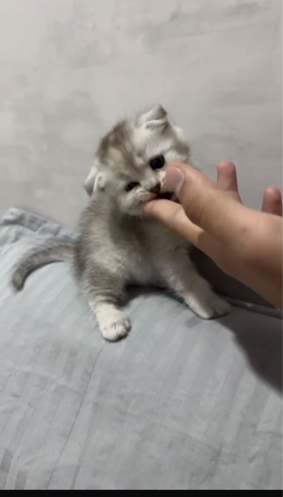 Котенок)очень ласковый