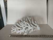 Натуральный коралл Acropora