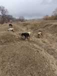 Продам породистых Коров