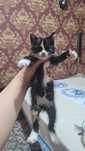 Мысық котенок марғау