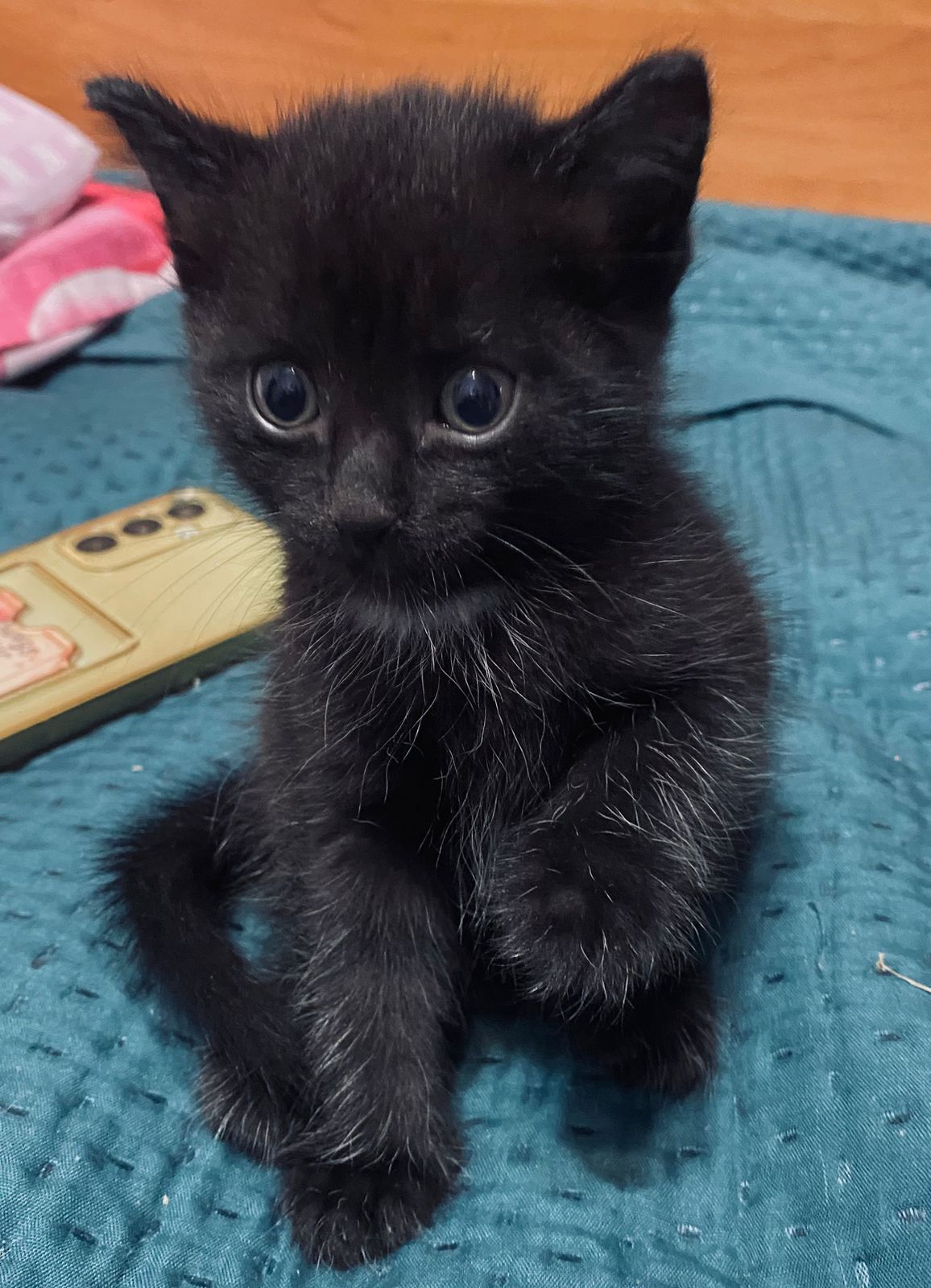 отдам котят в хорошие руки!!