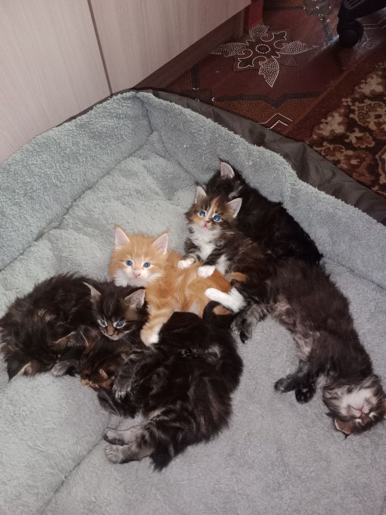 Продаются котята