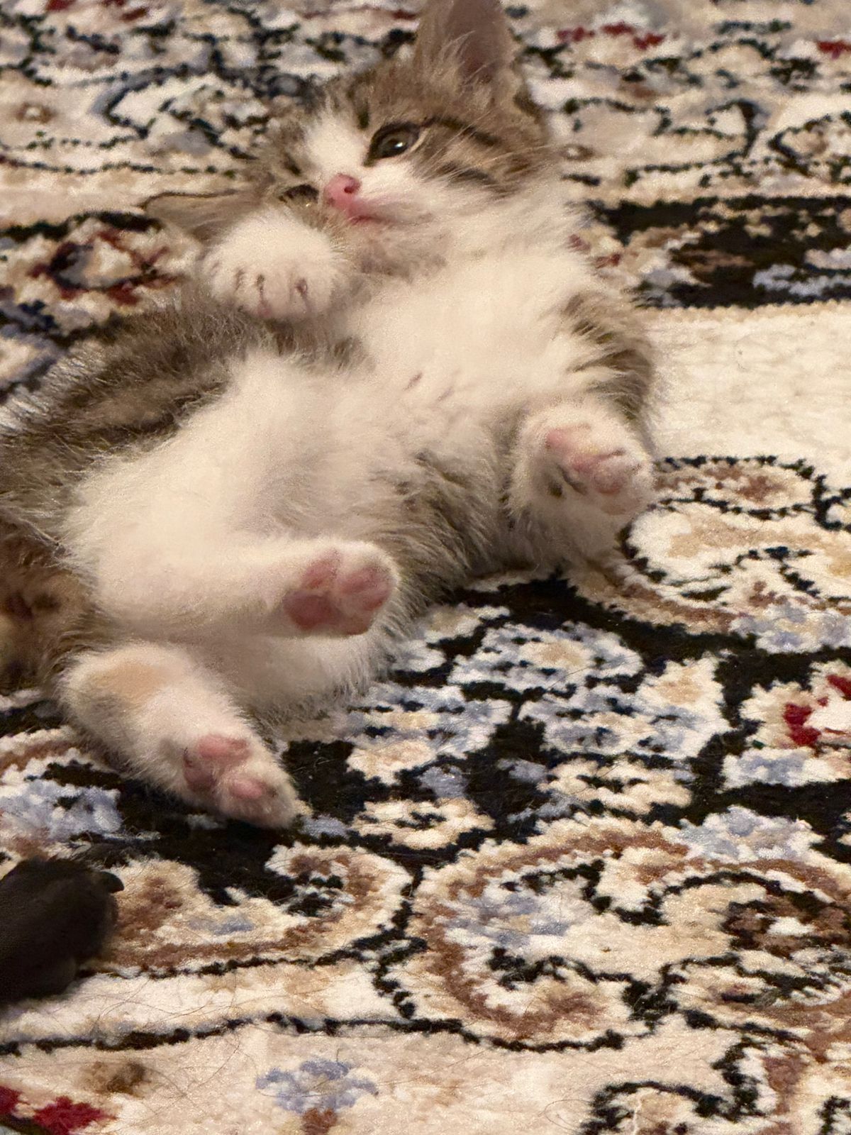 Котенок ищет дом