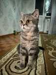 Шотландская кошка отдам в хорошие руки