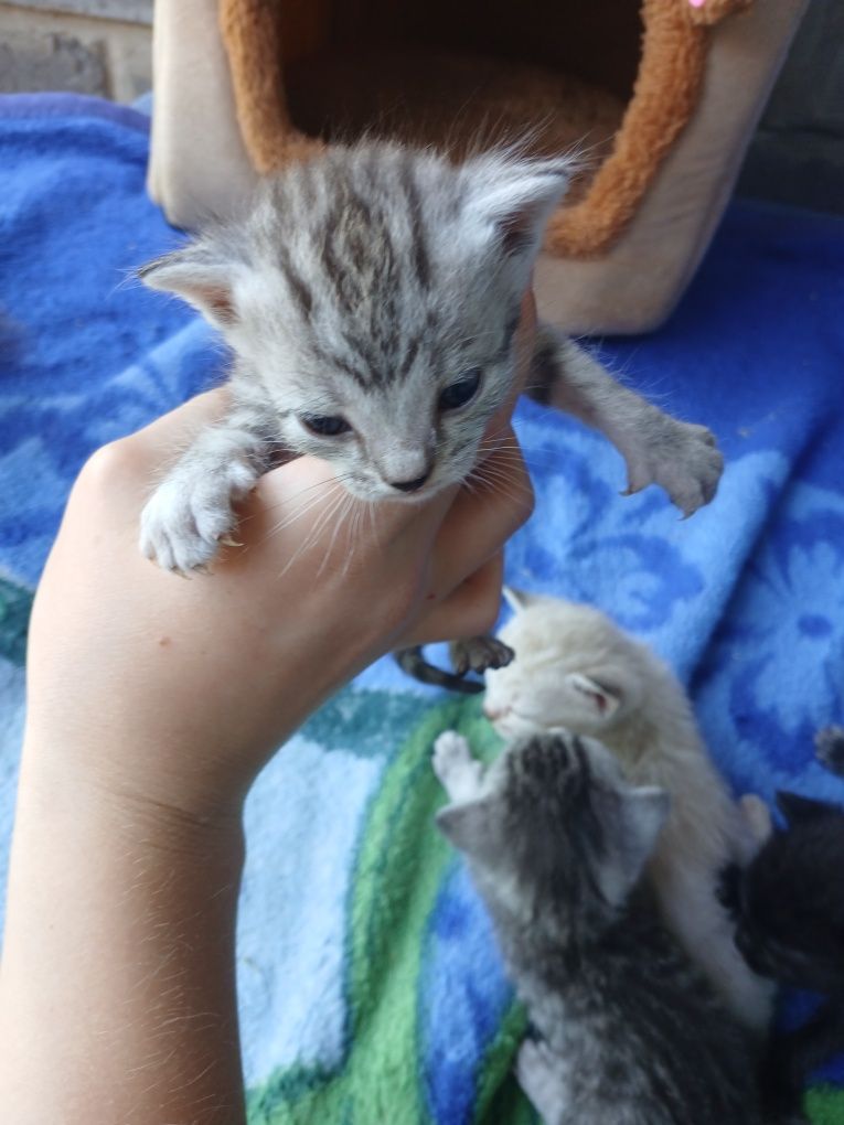 отдам котят 1 месяц , разных окрасов
