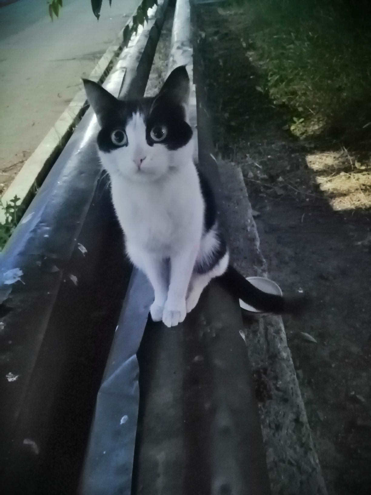 Ласковый котейка