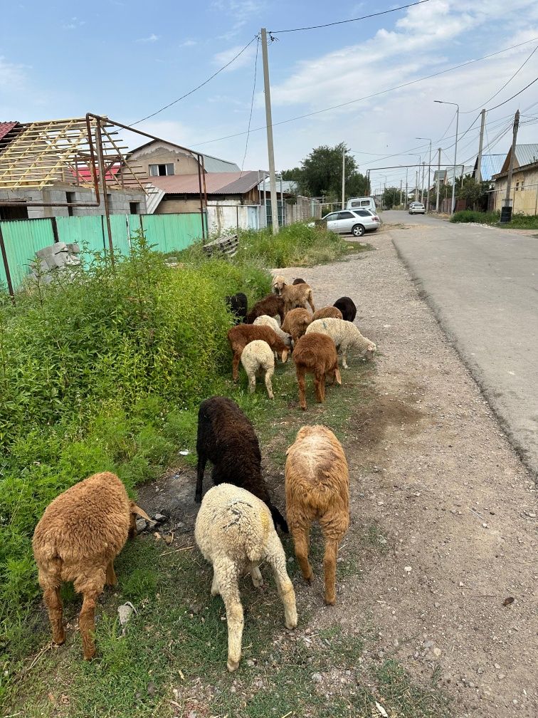 Срочно продаются 40 голов
