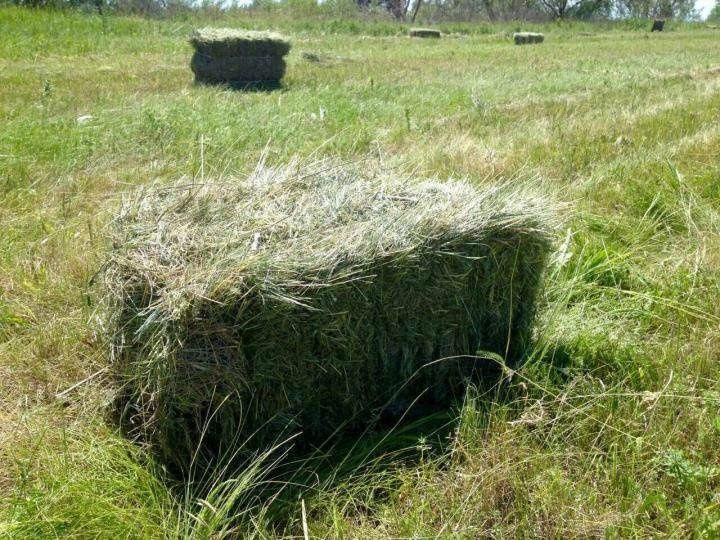 Сено,шөп,шоп,тюки,рулон,Богетсай