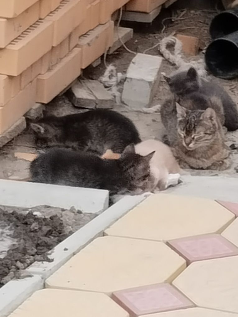 Бесплатно отдам милых котят в добрые руки ,