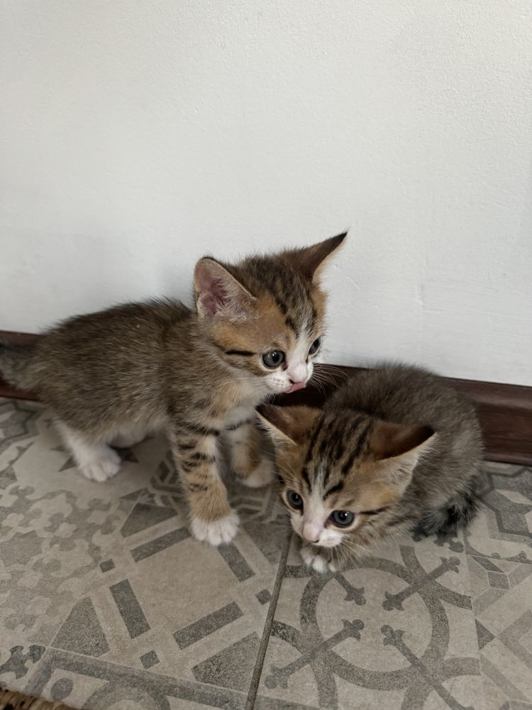 Трехцветные Котята даром
