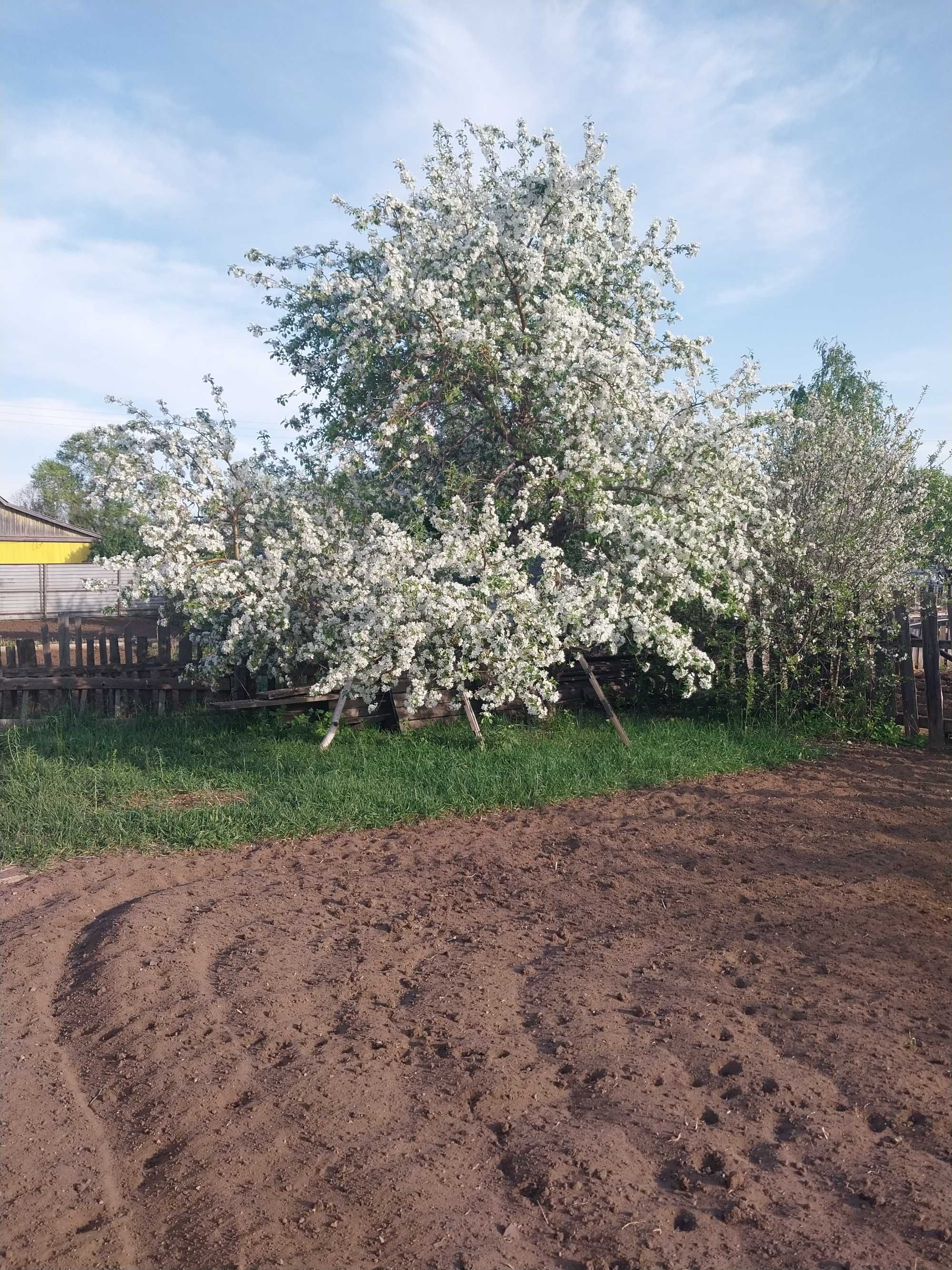 Продаю дачу цветущий сад