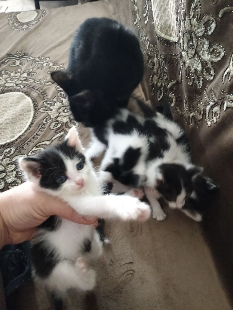 Котята ищут дом и добрых друзей