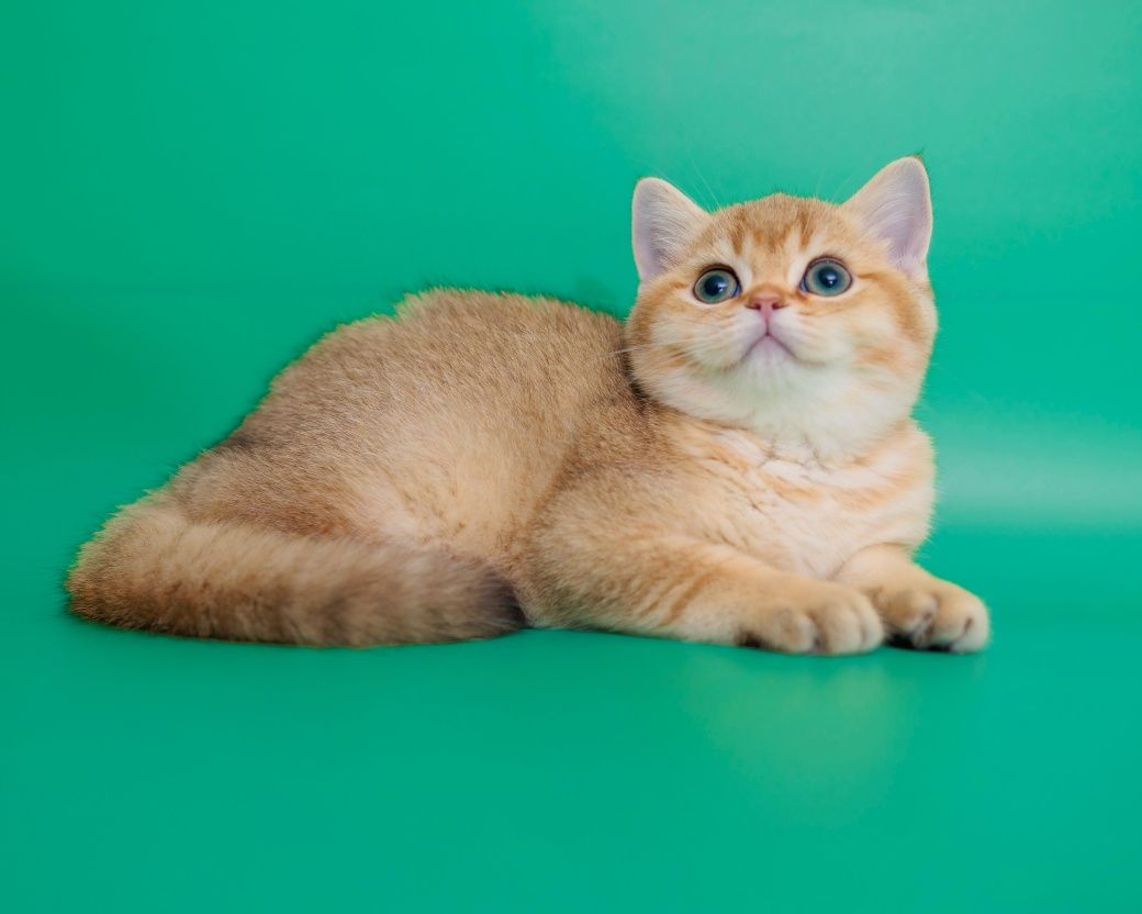 Золотые котята. Золотой котенок