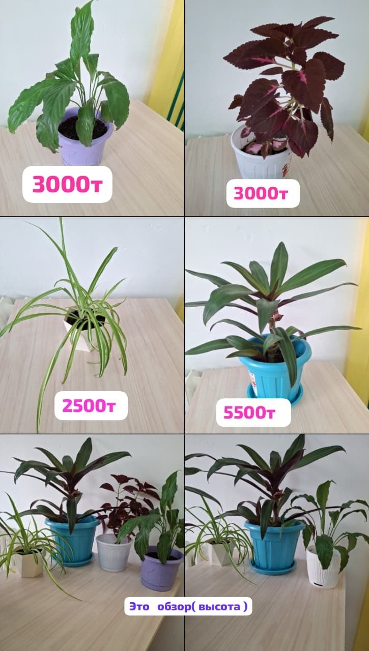Цветы   комнатные