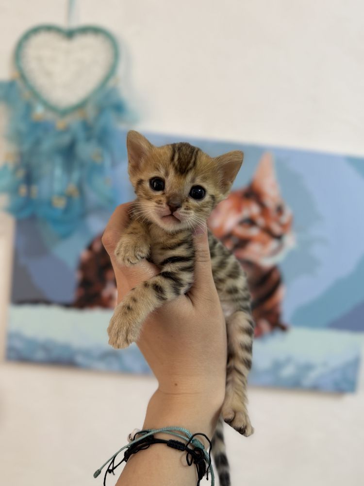 Продаются котята, бенгальские