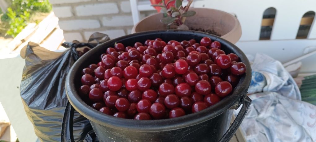 Продам вишню свежая