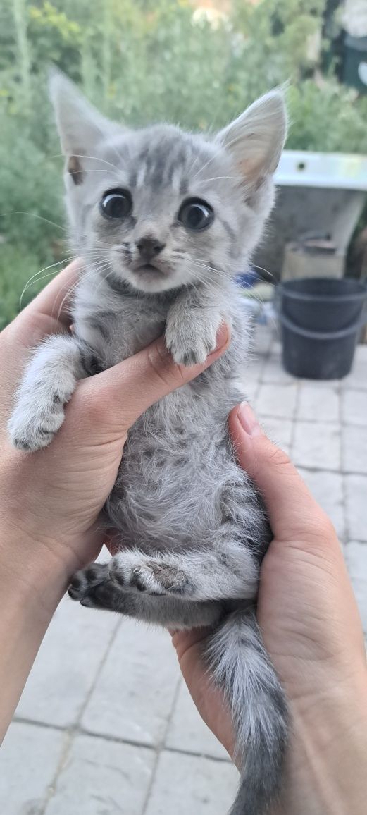Отдам Котят в хорошие и любящие РУКИ