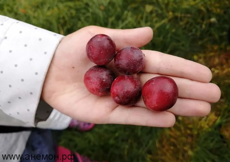 Саженцы голубики, клюквы ,айва , и тд