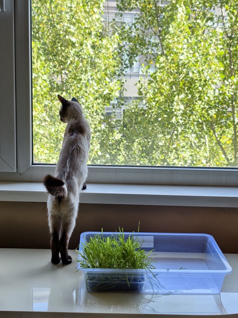 Сиамская кошка найденная потеряшка