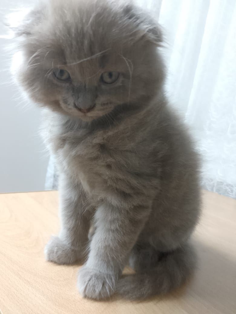Британские котята вислоухие !