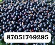 Продам Смородина  8000
