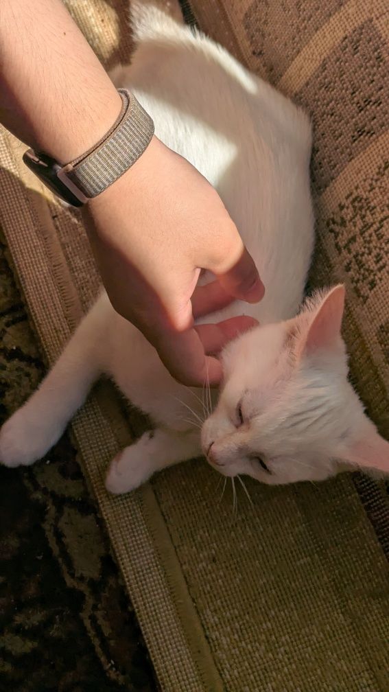 Котенок ищет дом