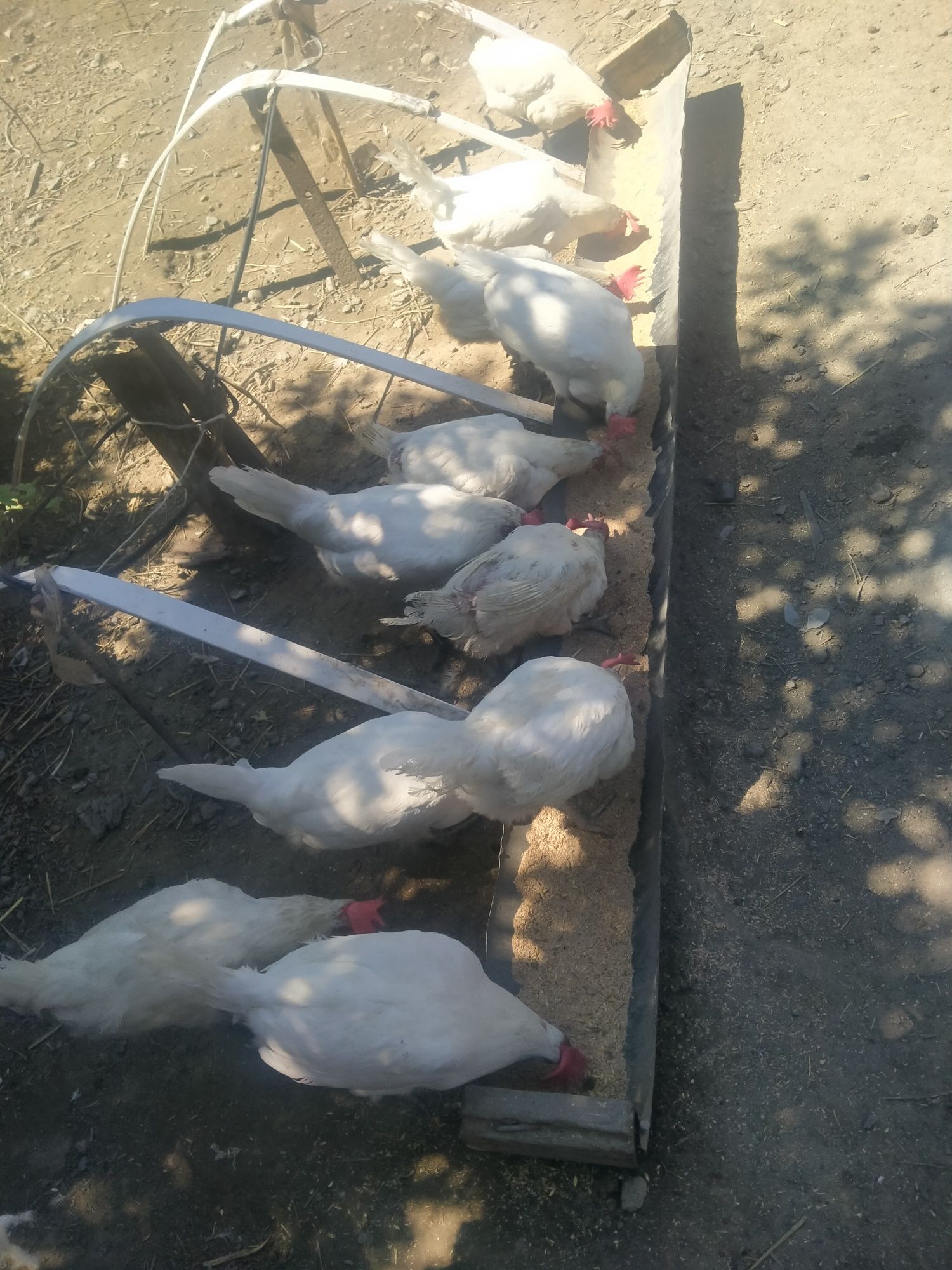 Продам домашних несушек курей