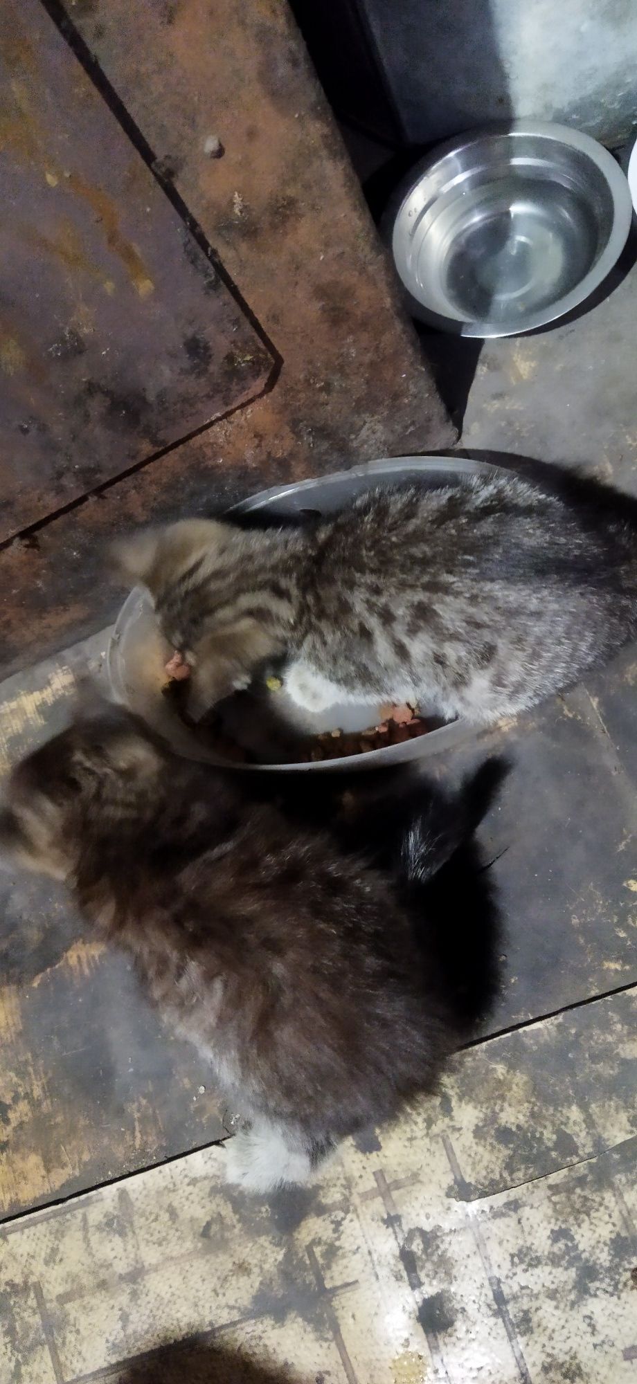 Классные котятки