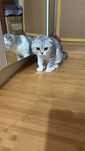 Скоттиш фолд  в добрые руки