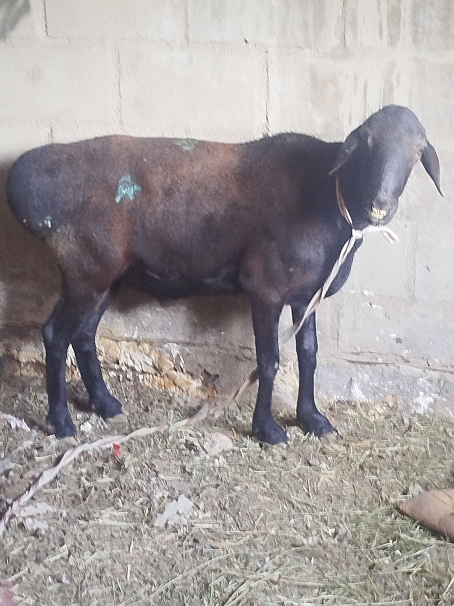 продам кошкар едылбай