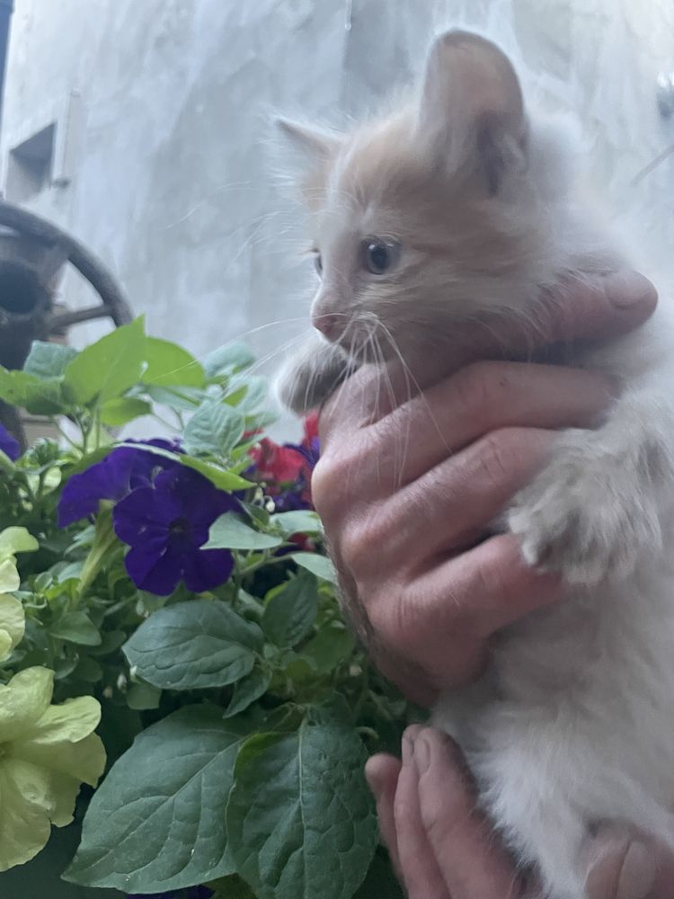 Отдам котят в добрын руки бесплатно