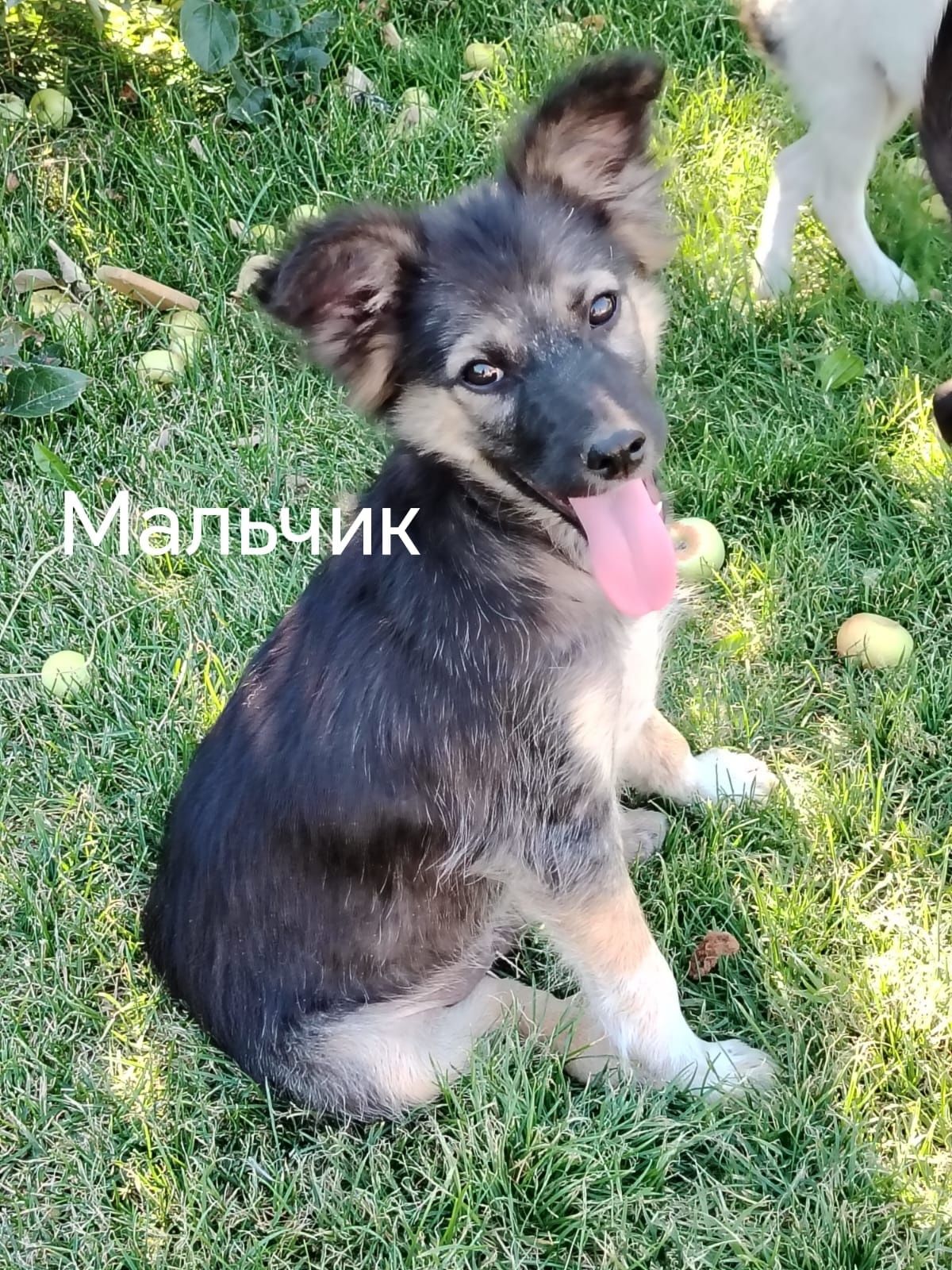 Отдам щенков в добрые руки