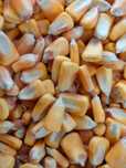 Продам кукурузу для рыбалки