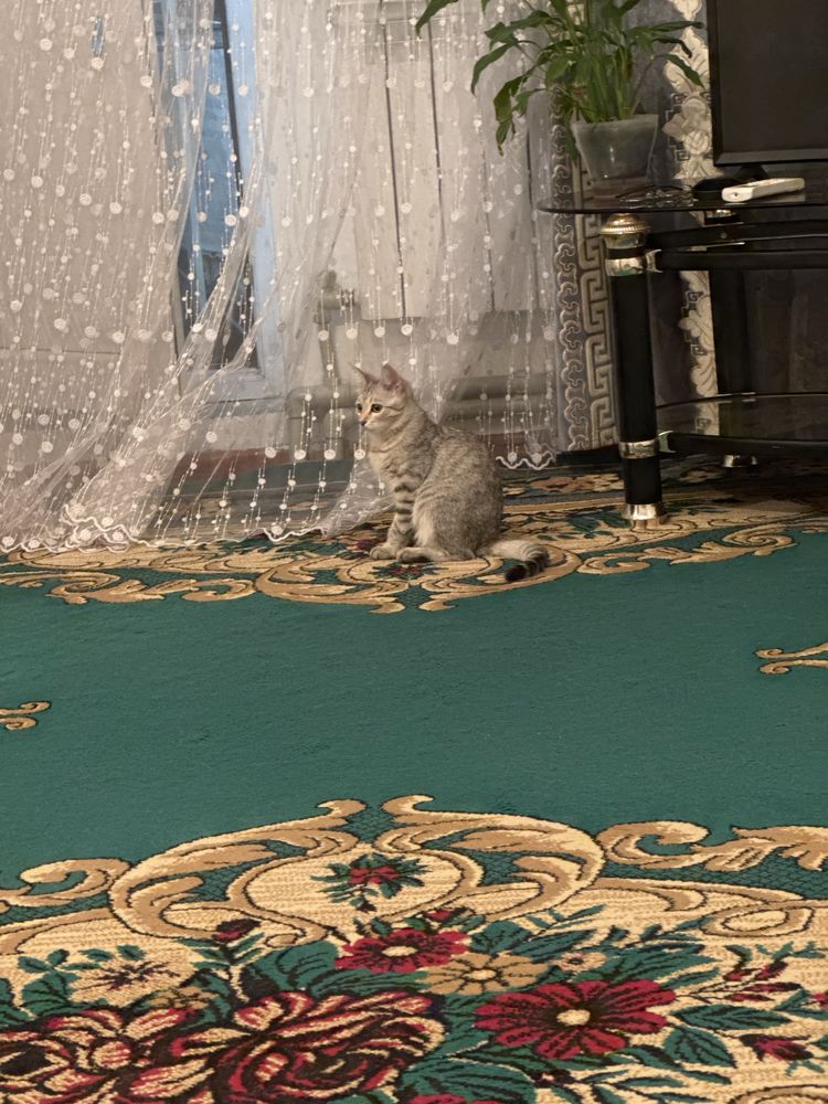 Отдам даром котенка