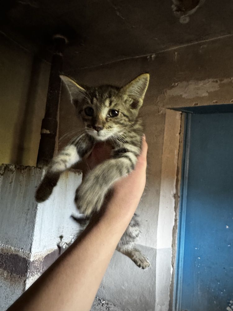 котята хорошенькие