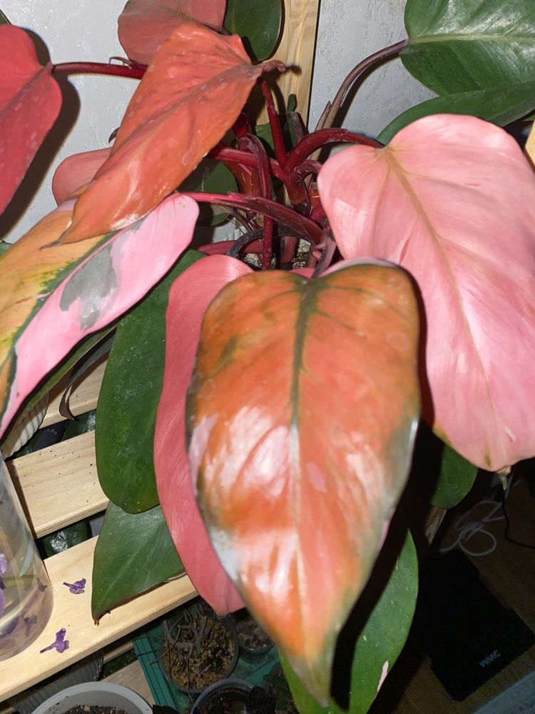 Продам Филодендрон Pink Princess