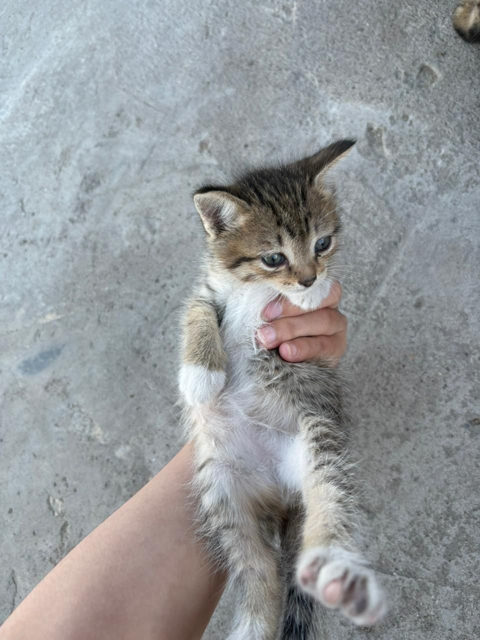 Котята бесплатно