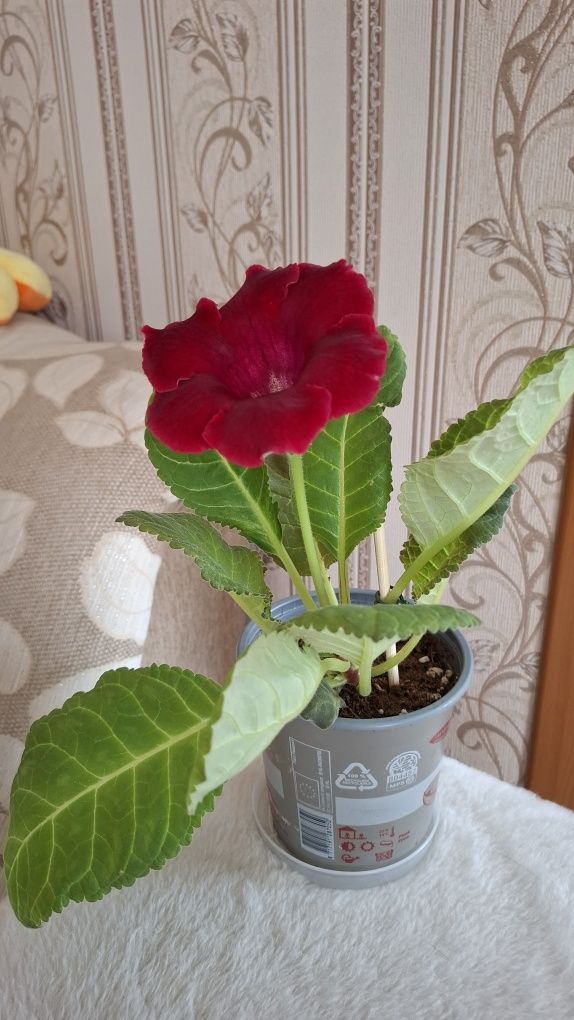 Продам цветущую глоксинию.