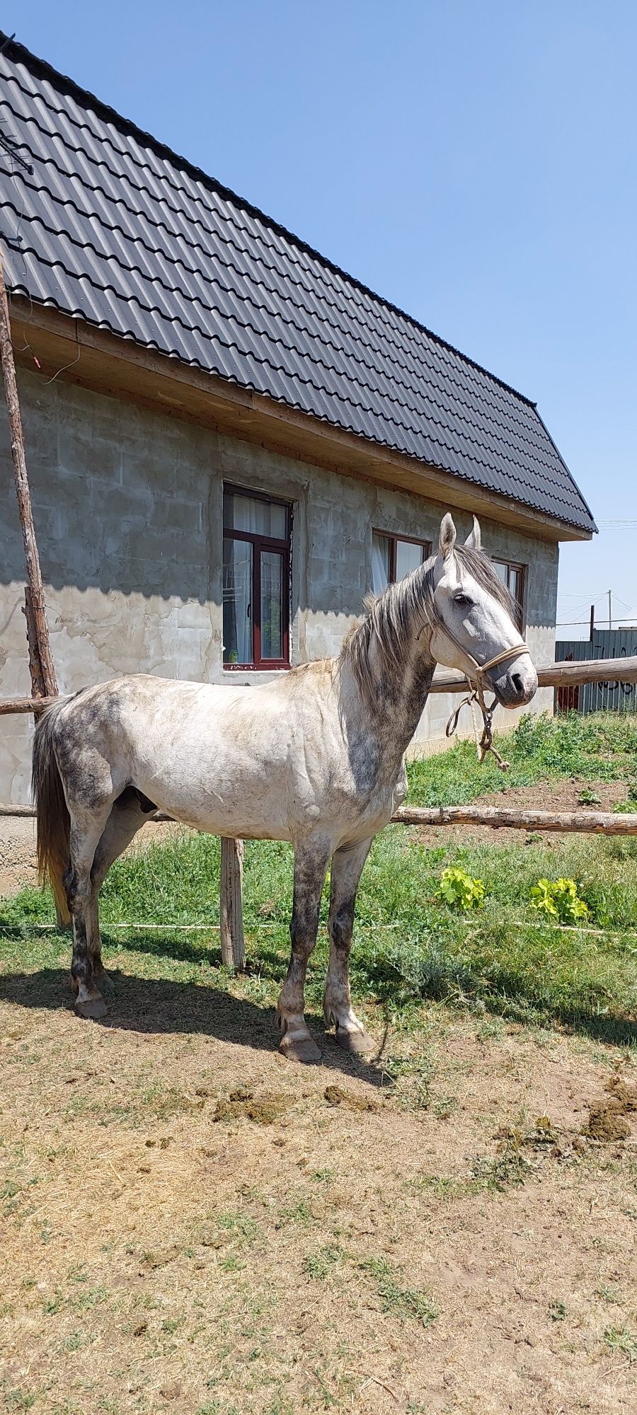 Продам лошадь Орловский рысак