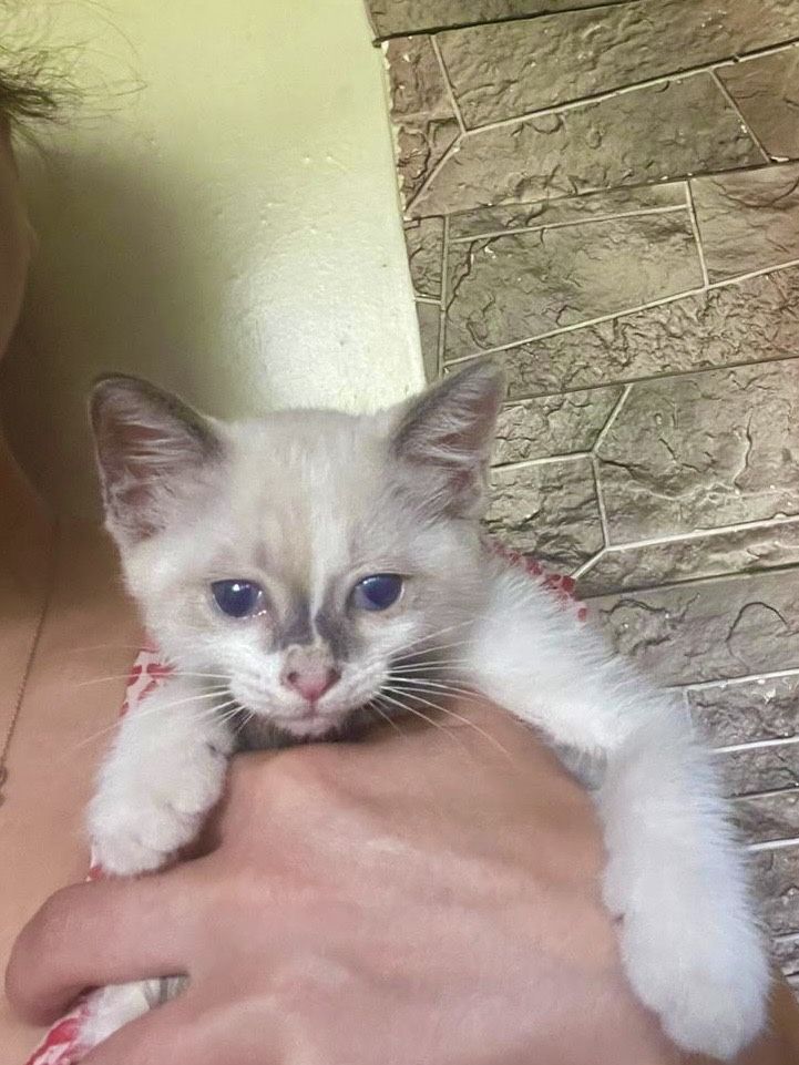Котята с голубыми глазками