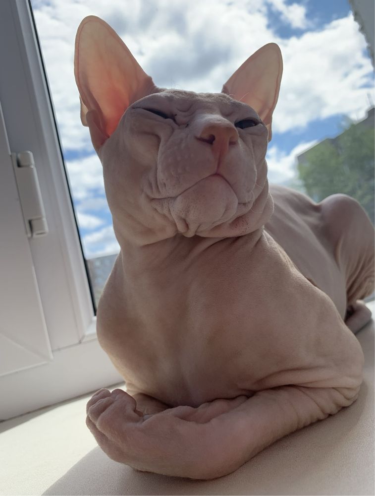 Вязка кот Донской сфинкс