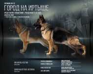 Щенок немецкой овчарки