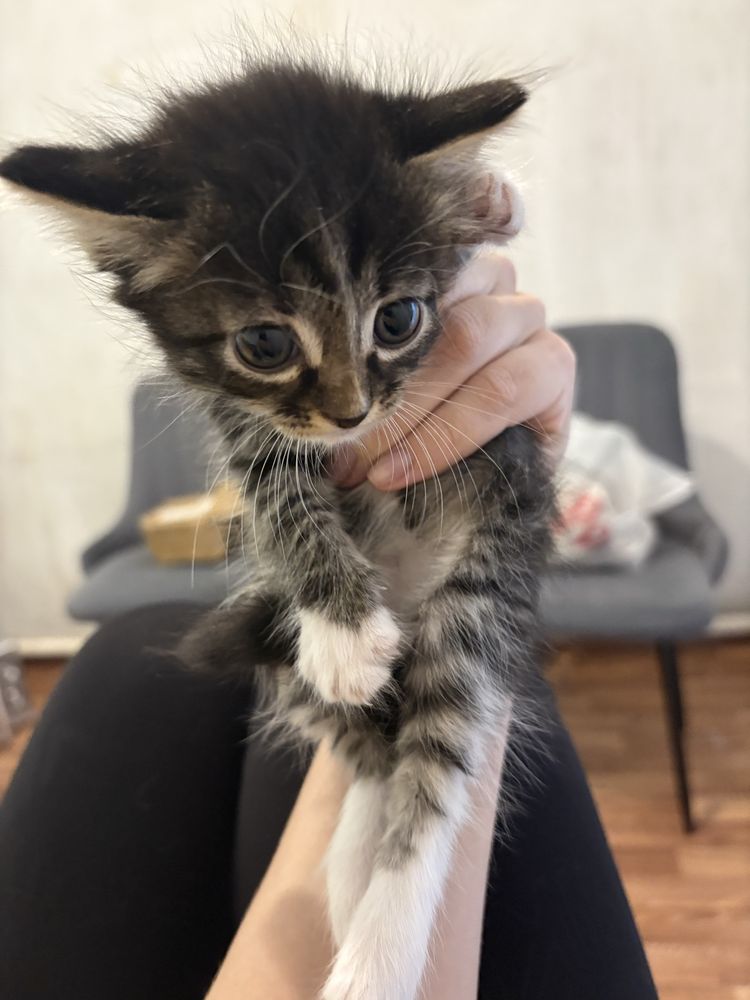 Котята двух месячные